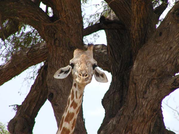 Giraffe mit fehlendem Horn