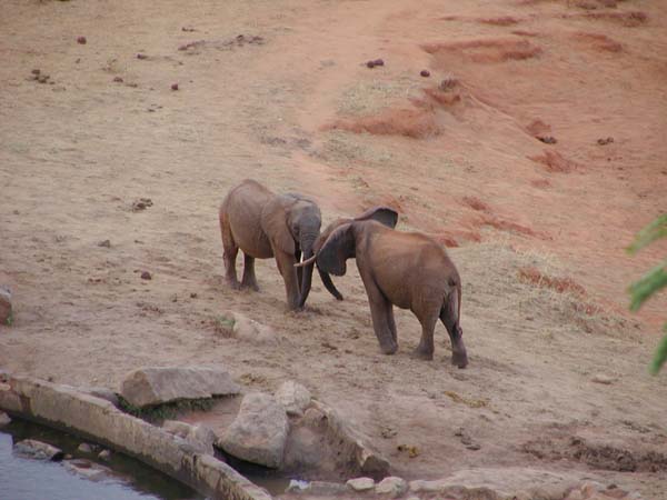 Elefanten im Tsavo Ost Nationalpark