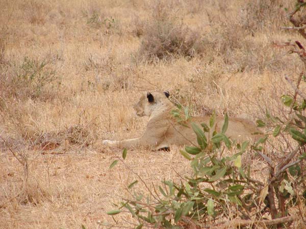 Eine Löwin auf der Jagt - Tsavo Ost Nationalpark