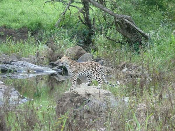 Leopard - Hluhluwe Game Reserve
