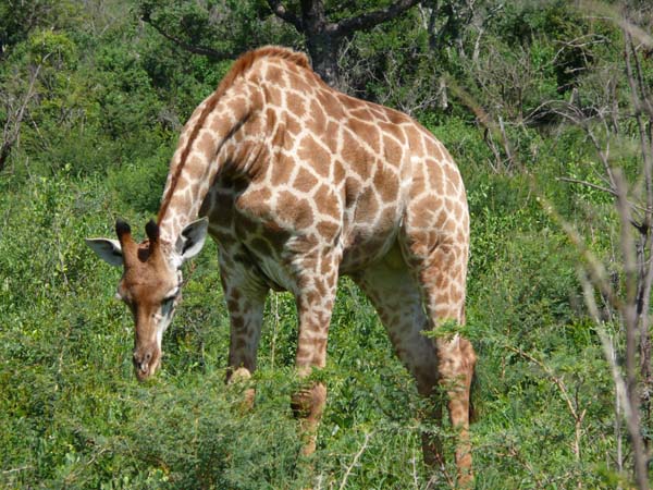 Giraffe - Hluhluwe Game Reserve