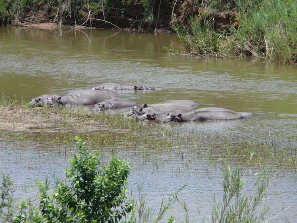Hippos im Krüger Nationalpark