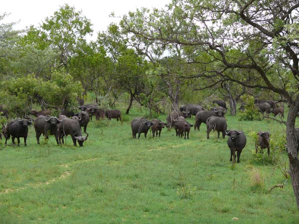 Eine Herde Wasserbüffel - Krueger Nationalpark