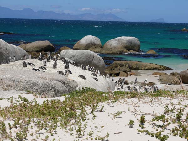 Pinguine fast zum anfassen - Simon's Town Foxy Beach