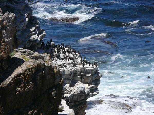 Seevogelkolonie auf einer Klippe - Cape Point