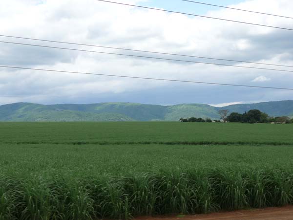 Endlose Zuckerrohrfelder  auf der Durchfahrt durchs Swaziland