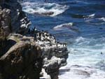 Vögel auf der Klippe - Cape Point