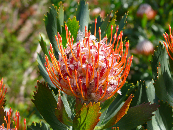 Eine Protea - Kirstenbosch Kapstadt