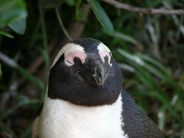 Ein südafrikanischer Pinguin am Foxy Beach
