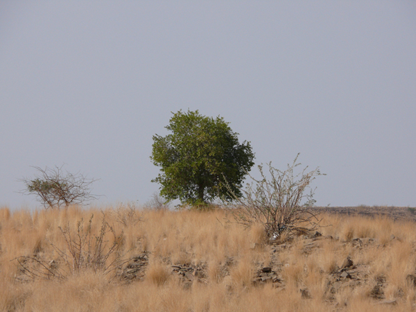 Die typische Landschaft in Namibia