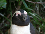 Pinguin am Foxy Beach - Kapstadt