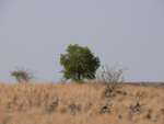 Einsamer Baum in einer trockenen Landschaft