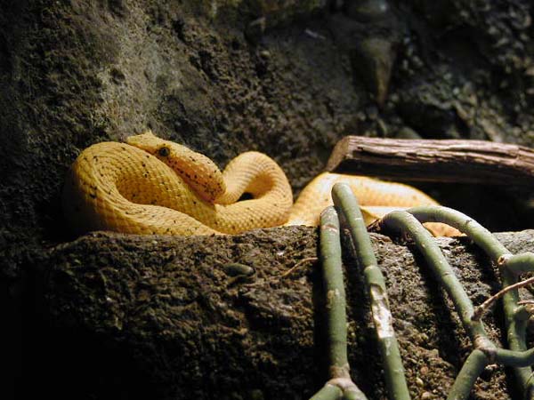 Schlangen im Aqaurium von Chattanooga (TN)