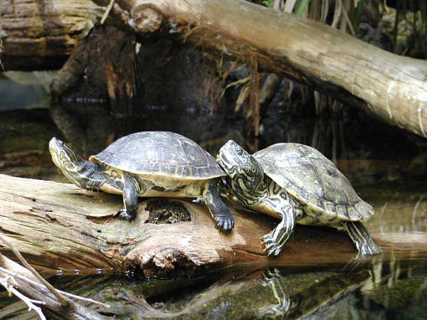Schildkröten im Aquarium von Chattanooga (TN)