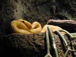 Schlangen im Aquarium von Tennessee - Chattanooga (TN)